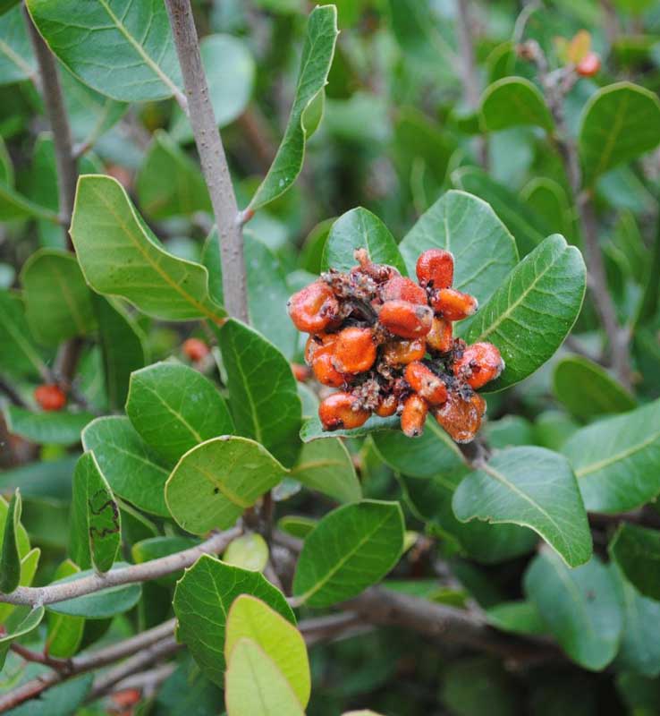 lemonade-berry-shrub