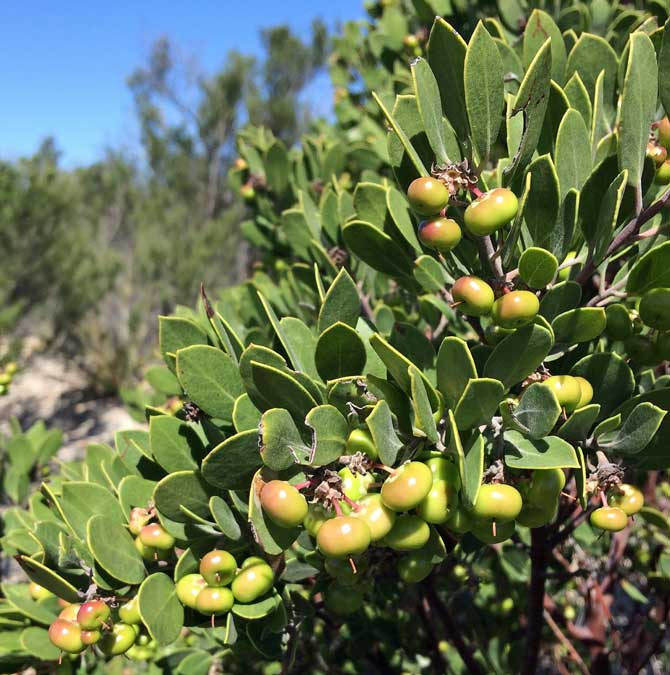 manzanita berry