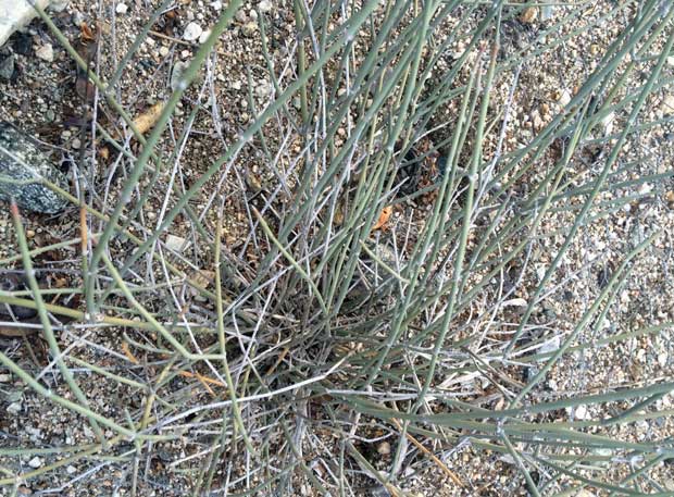 ephedra californica