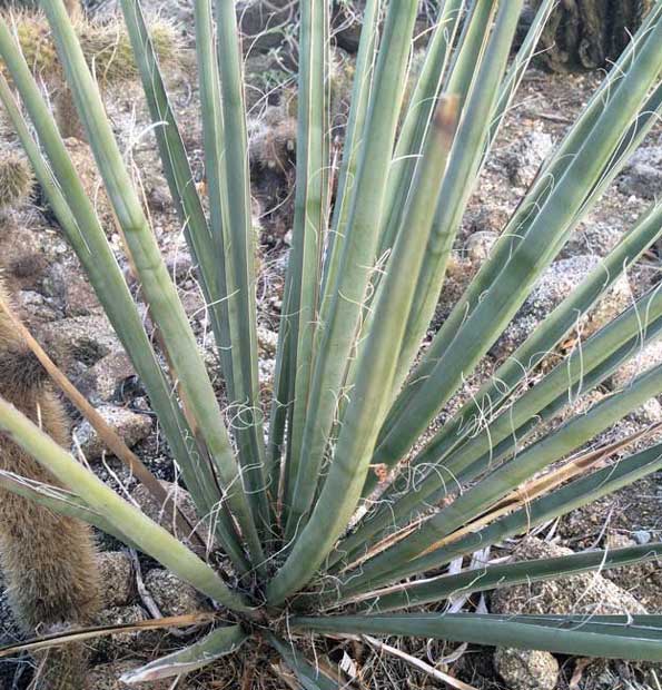 mojave yucca