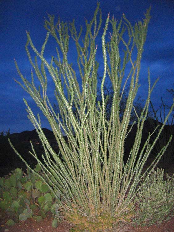 ocotillo seeds