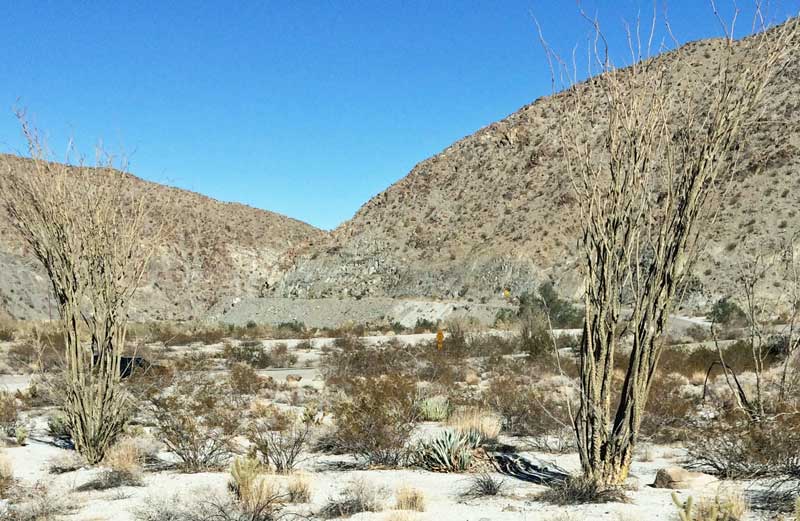 ocotillo plant