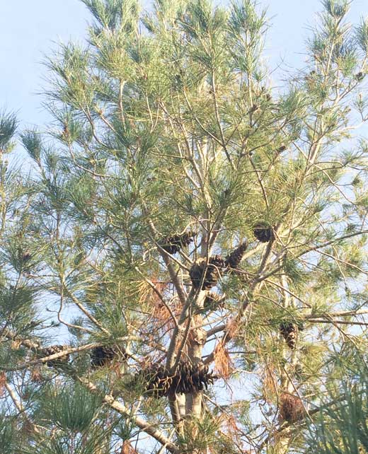 pinyon tree in winter