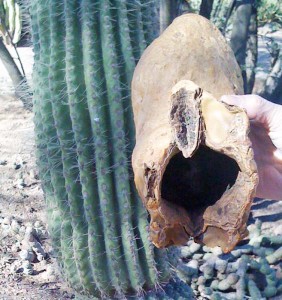 saguaro fruit
