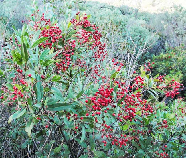 toyon berries