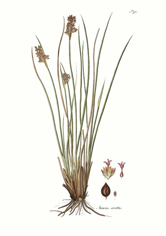 juncus plants