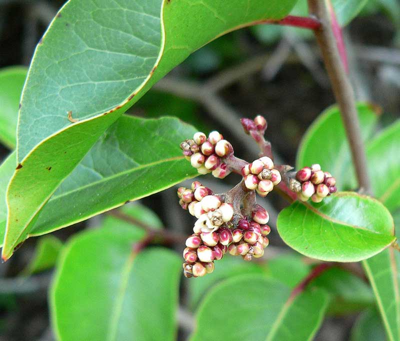 sugar bush rhus ovata