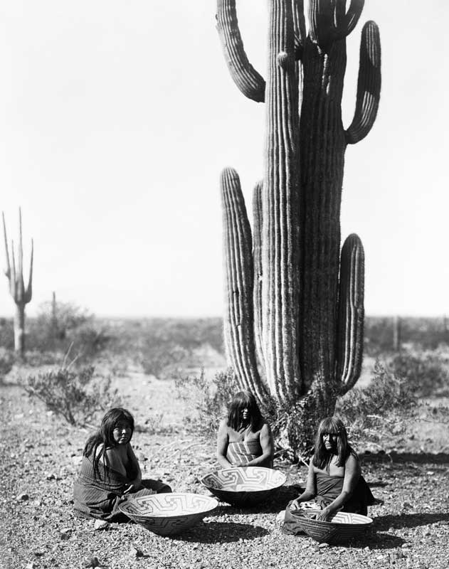 Saguaro cactus seeds