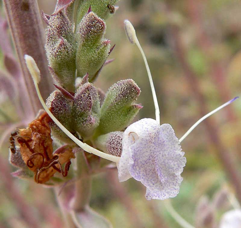 white sage smudging