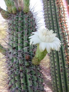 pitaya cactus