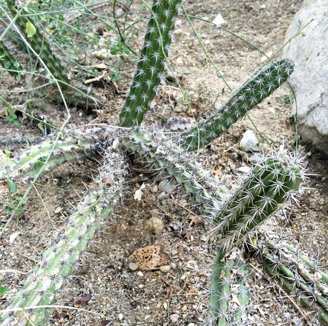 pitaya cactus fruit