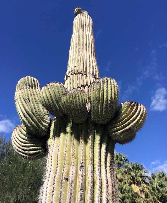 saguaro seeds