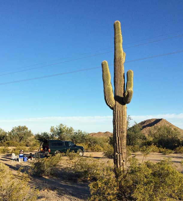 arizona saguaro