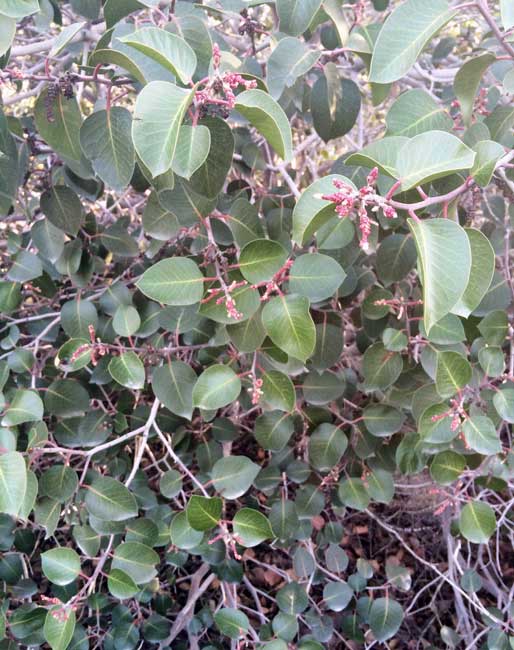 sugar bush rhus