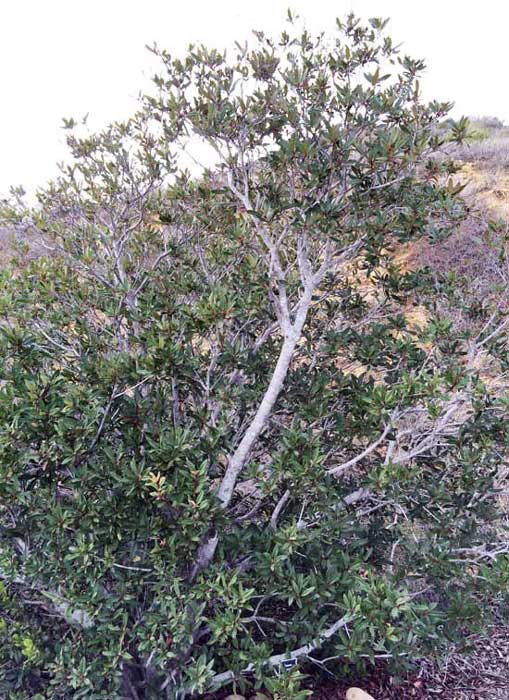 toyon tree