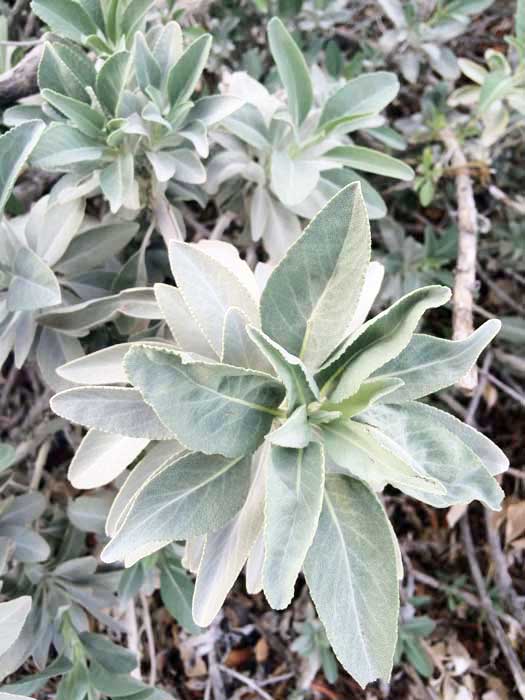 white sage incense