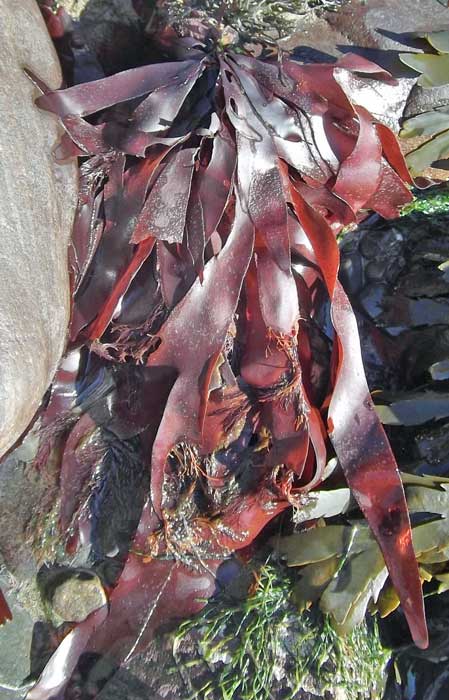 Seaweed dulse flakes health benefits