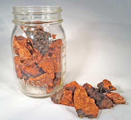 The history and health benefits of Chaga mushroom tea