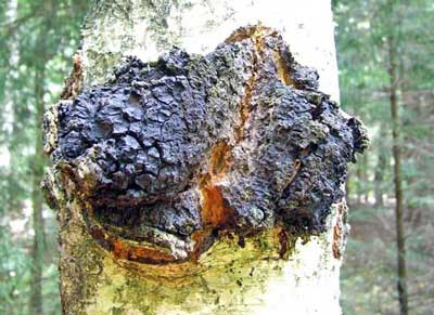 chaga mushroom