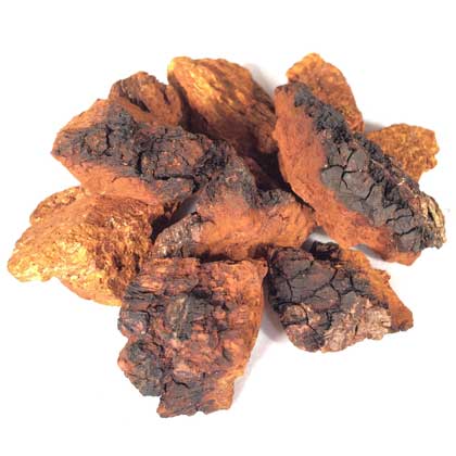 chaga tea benefits