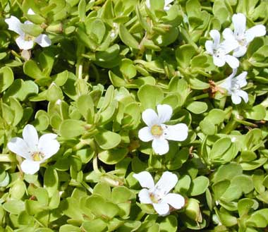 Bacopa_monnieri-small mental focus supplements
