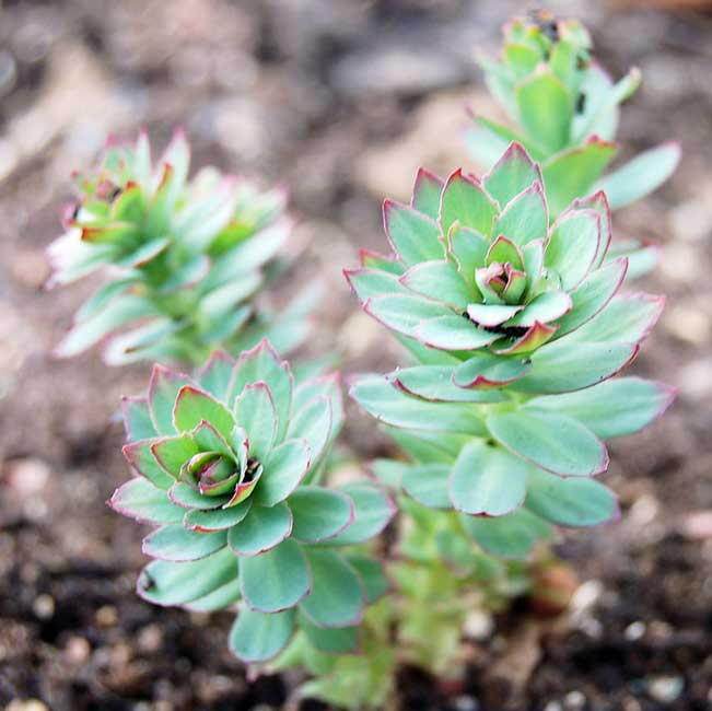 rhodiola rosea extract