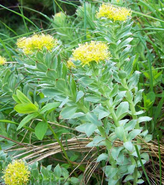 benefits of rhodiola rosea