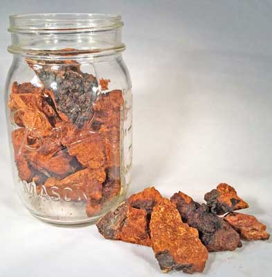 chaga for energy