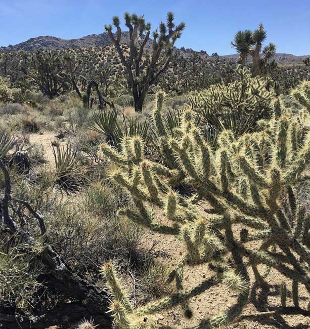 mojave preserve plants