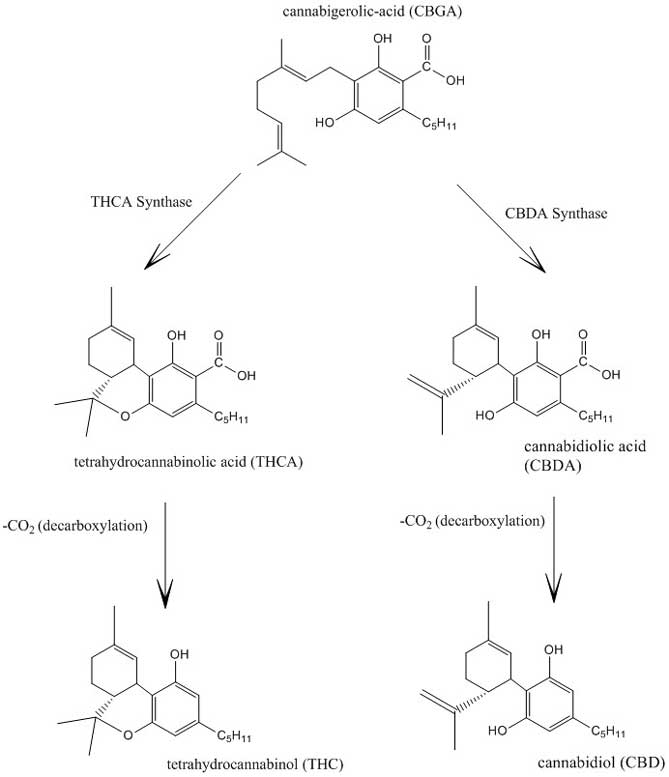 cannabinoids and terpenes