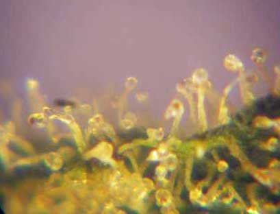 trichomes cannabinoids