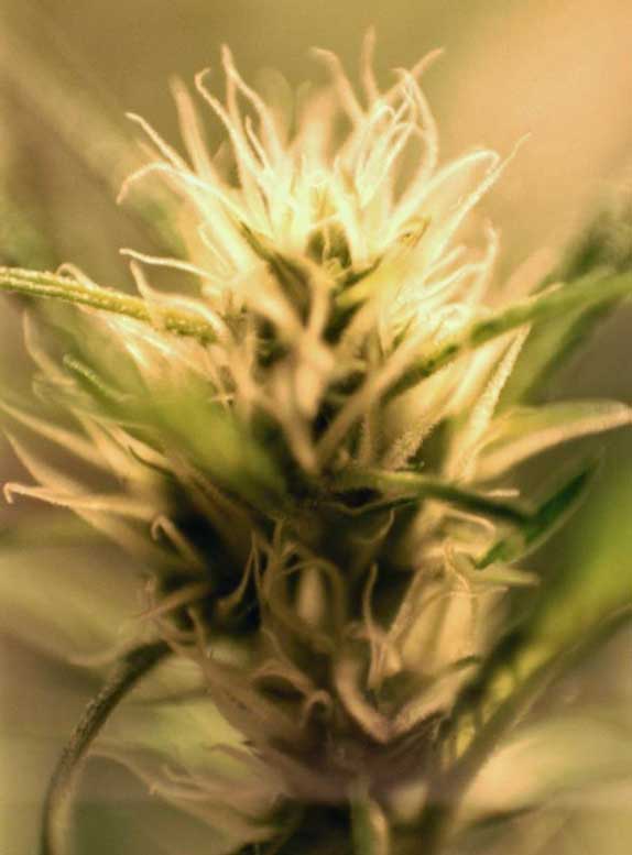 cannabis botany